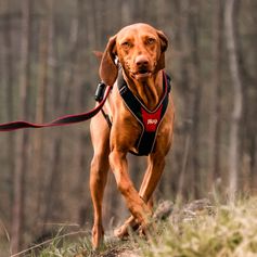 JK9®Speed le meilleur harnais chien en Y à poignée polyvalent Julius-K9