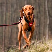 JK9®Speed le meilleur harnais chien en Y à poignée polyvalent Julius-K9