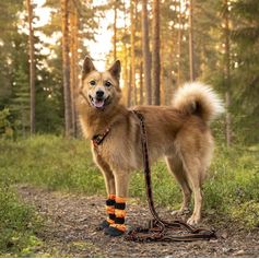 Laisse pour chien extensible Arctic Wolf POWER 236-278 cm noire et orange