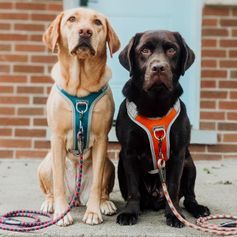 Harnais anti traction Hurtta Venture No-Pull harnais en Y anneau avant