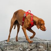 Harnais en Y Hurtta Weekend Warrior harnais y chien actif confortable